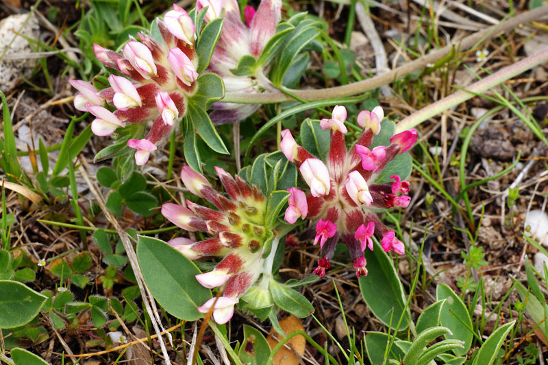 Anthyllis vulneraria subsp. rubriflora / Vulneraria a fiori rossi
